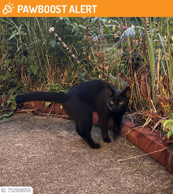 Found/Stray Male Cat last seen Burgess and Blueberry, Wabash Township, IN 47906