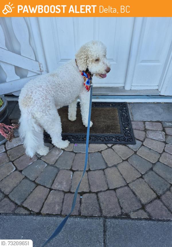 Found/Stray Male Dog last seen 53st and trunk road ladner, Delta, BC 