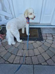 Found/Stray Male Dog last seen 53st and trunk road ladner, Delta, BC 