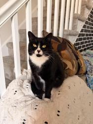 Reunited Female Cat last seen Torresdale & Ashville, Philadelphia, PA 19136