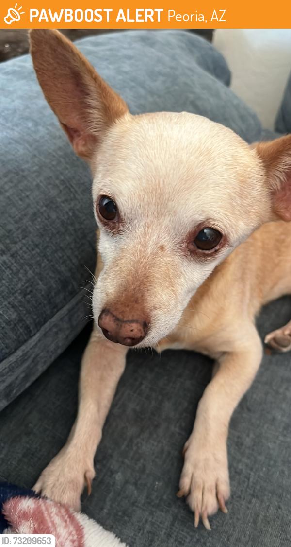 Found/Stray Male Dog last seen 71st ave and Carol Ann Way, Peoria, AZ 85382