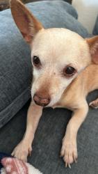 Found/Stray Male Dog last seen 71st ave and Carol Ann Way, Peoria, AZ 85382