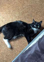 Reunited Male Cat last seen Dover Street, Providence RI, Providence, RI 02908