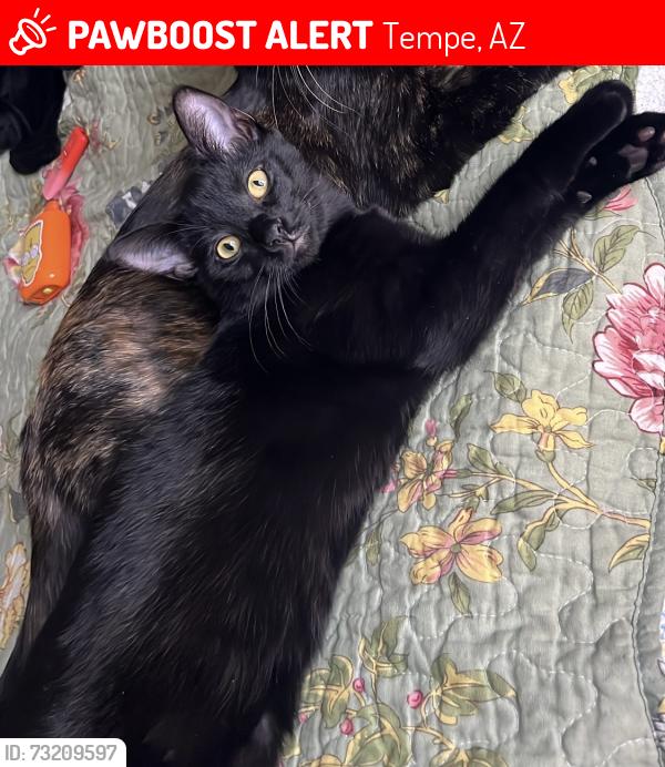 Lost Female Cat last seen Near West 5th st 85281, Tempe, AZ 85281