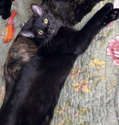 Lost Female Cat last seen Near West 5th st 85281, Tempe, AZ 85281