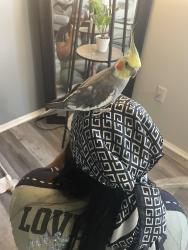 Lost Male Bird last seen Miles, Garfield Heights, OH 44105