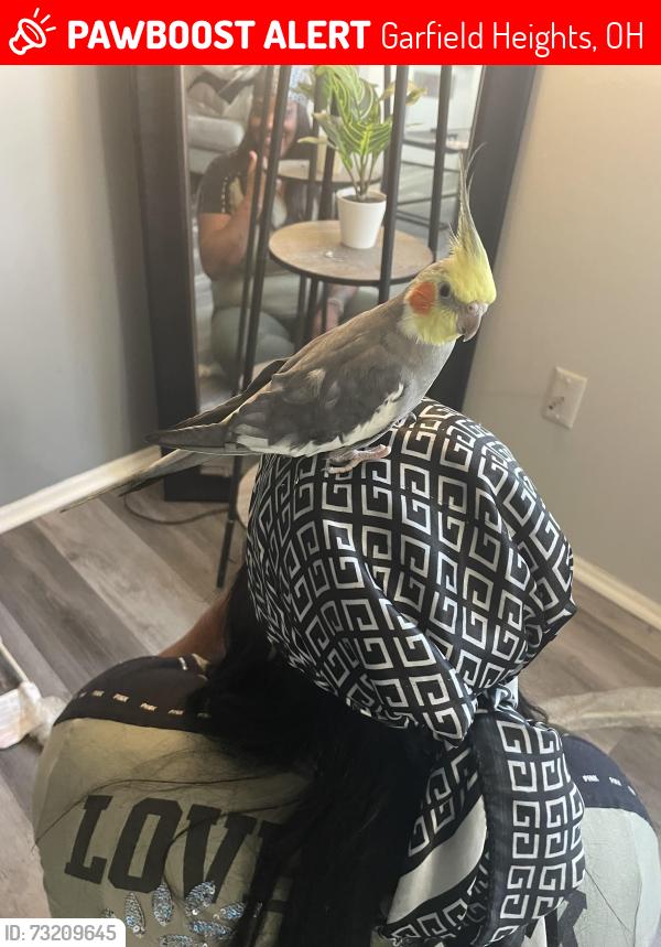 Lost Male Bird last seen Miles, Garfield Heights, OH 44105