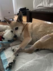 Reunited Female Dog last seen Wilshire, Los Angeles, CA 90036