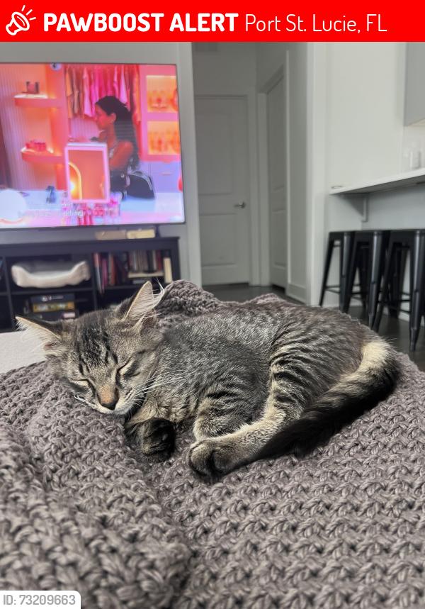 Lost Male Cat last seen Traditions, Port St. Lucie, FL 34953