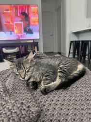 Lost Male Cat last seen Traditions, Port St. Lucie, FL 34953