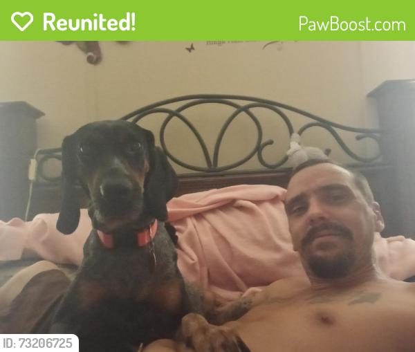 Reunited Female Dog last seen Near Whirlwind Loop, Hawthorne, FL 32640, USA, Hawthorne, FL 32640
