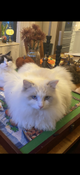 Lost Male Cat last seen SW 44th and Seattle St, Seattle, WA 98116