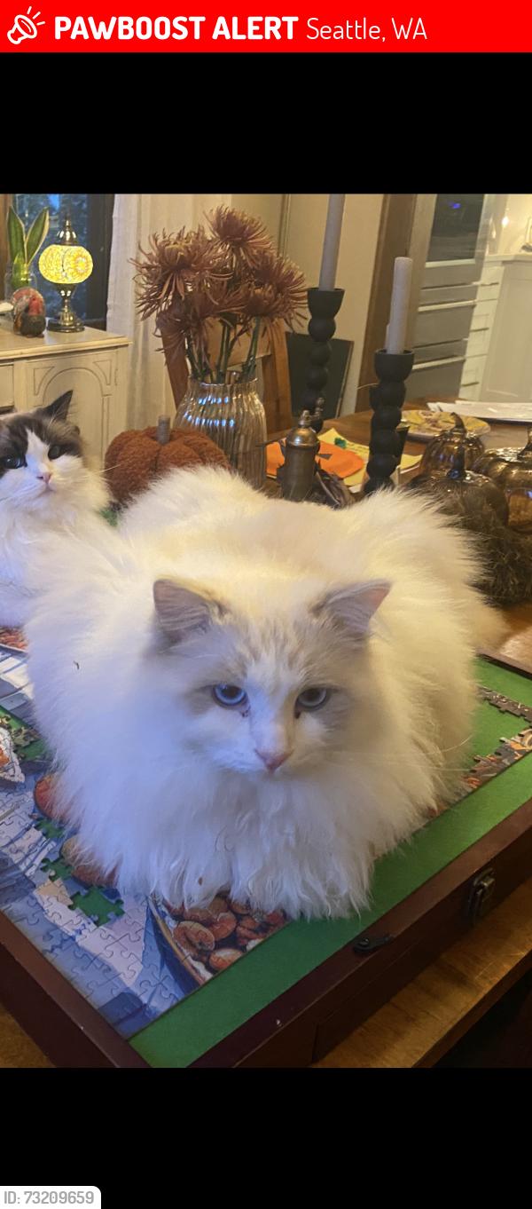 Lost Male Cat last seen SW 44th and Seattle St, Seattle, WA 98116