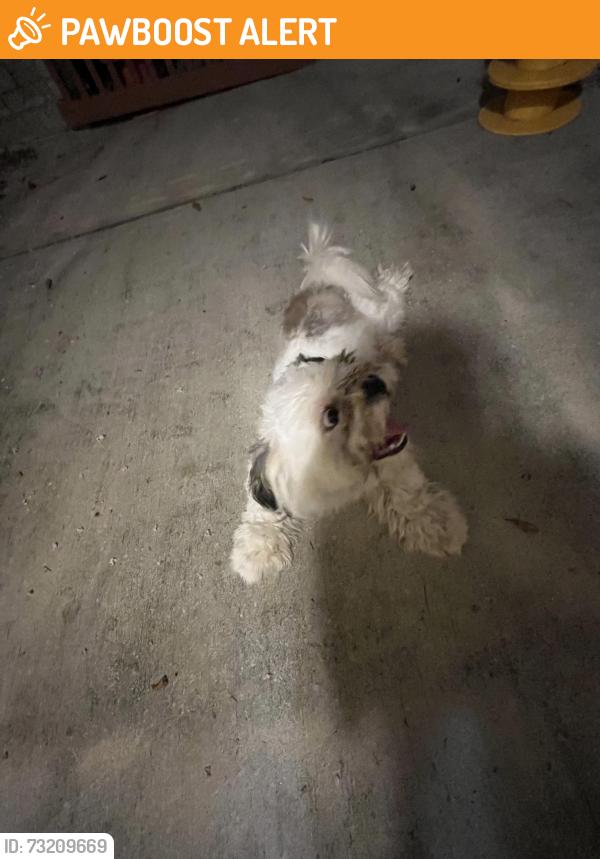 Found/Stray Unknown Dog last seen Willow Tree Dr, Briarcreek Of Aldine, TX 77066