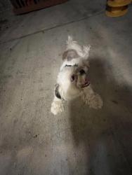 Found/Stray Unknown Dog last seen Willow Tree Dr, Briarcreek Of Aldine, TX 77066