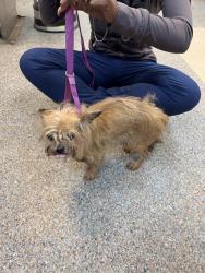 Found/Stray Unknown Dog last seen Silver lane and hillwood dr, Montgomery, AL 36106