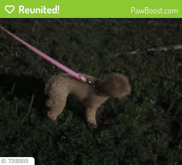 Reunited Unknown Dog last seen 152nd st hmstd Fl, Homestead, FL 33033