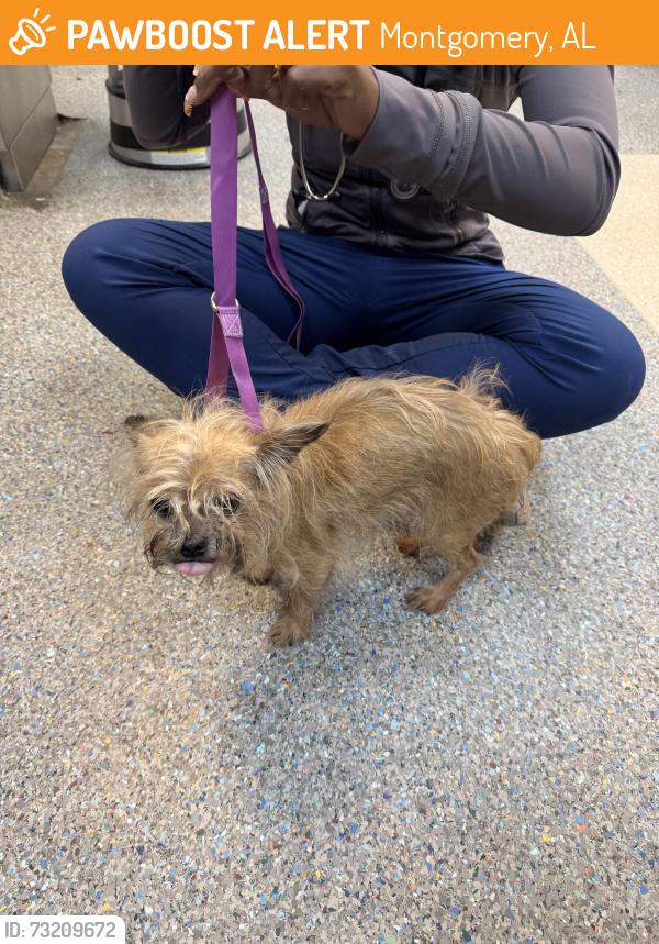 Found/Stray Unknown Dog last seen Silver lane and hillwood dr, Montgomery, AL 36106
