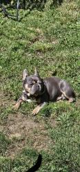 Reunited Male Dog last seen 19th and Lexington., Portland, OR 97202