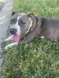 Found/Stray Female Dog last seen Pearl, Modesto, CA 95354