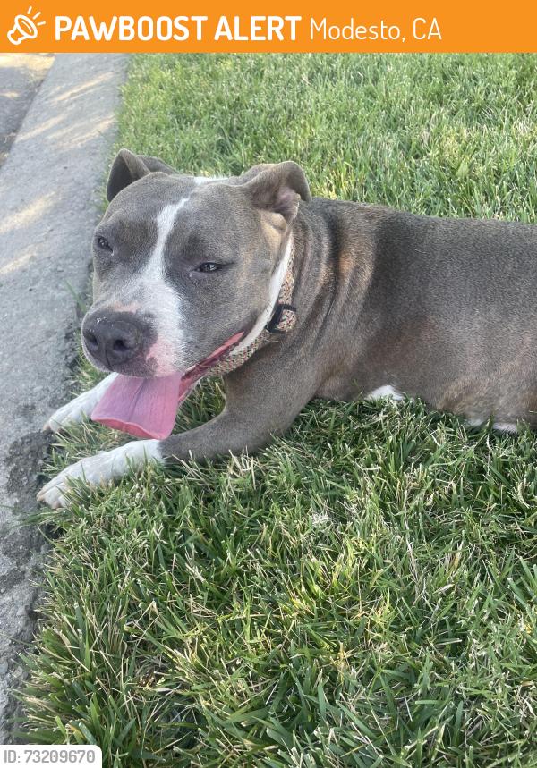 Found/Stray Female Dog last seen Pearl, Modesto, CA 95354