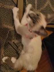 Lost Female Cat last seen 14th St. W. Bush Hills, Birmingham, AL 35208