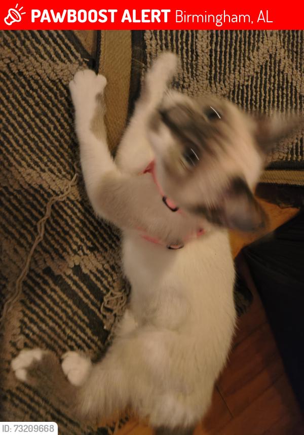 Lost Female Cat last seen 14th St. W. Bush Hills, Birmingham, AL 35208