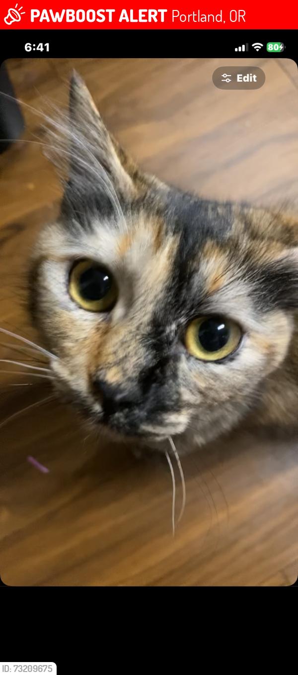 Lost Female Cat last seen Main Street village apmts, Portland, OR 97223