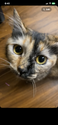 Lost Female Cat last seen Main Street village apmts, Portland, OR 97223