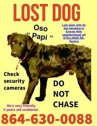 Lost Male Dog last seen Saffron way Taylors sc, Taylors, SC 29687