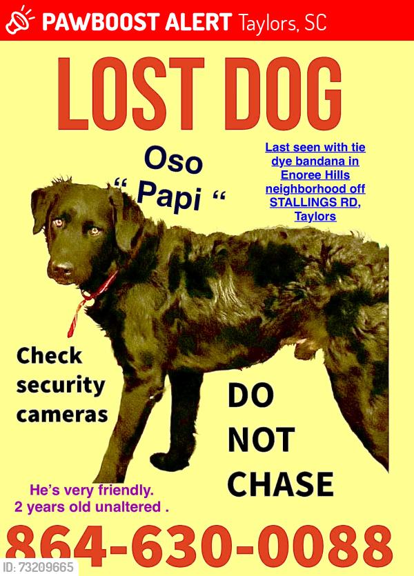 Lost Male Dog last seen Saffron way Taylors sc, Taylors, SC 29687