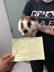 Shelter Stray Female Rabbit last seen 102nd Ave and Walnut, Oakland, CA, 1101 29th Ave, Oakland, CA 94601, USA