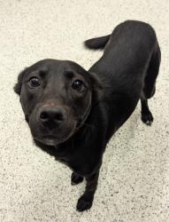 Shelter Stray Female Dog last seen Near Forrest Park Rd. Se, Atlanta, GA, 1251 Fulton Industrial Blvd NW, Atlanta, GA 30336, USA