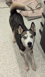 Shelter Stray Female Dog last seen Collier Drive and Old Gordon Road, Atlanta, GA, 1251 Fulton Industrial Blvd NW, Atlanta, GA 30336, USA