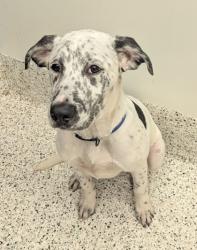 Shelter Stray Male Dog last seen Near fairlane circle nw, Atlanta, GA, 1251 Fulton Industrial Blvd NW, Atlanta, GA 30336, USA