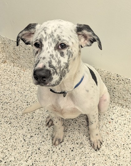 Shelter Stray Male Dog last seen Near fairlane circle nw, Atlanta, GA, 1251 Fulton Industrial Blvd NW, Atlanta, GA 30336, USA