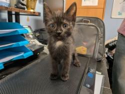 Shelter Stray Female Cat last seen Near Linecrest Trl Ellenwood, GA 30294, 30294, GA, 3280 Chamblee Dunwoody Rd, Chamblee, GA 30341, USA