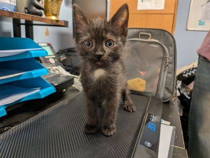 Shelter Stray Female Cat last seen Near Linecrest Trl Ellenwood, GA 30294, 30294, GA, 3280 Chamblee Dunwoody Rd, Chamblee, GA 30341, USA