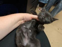 Shelter Stray Male Cat last seen Near Clyde Drive, Chamblee 30341, 30341, GA, 3280 Chamblee Dunwoody Rd, Chamblee, GA 30341, USA
