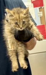 Shelter Stray Female Cat last seen Near Buford Hwy NE, Doraville, GA 30340, 30340, GA, 3280 Chamblee Dunwoody Rd, Chamblee, GA 30341, USA