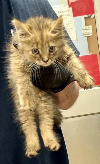 Shelter Stray Female Cat last seen Near Buford Hwy NE, Doraville, GA 30340, 30340, GA, 3280 Chamblee Dunwoody Rd, Chamblee, GA 30341, USA