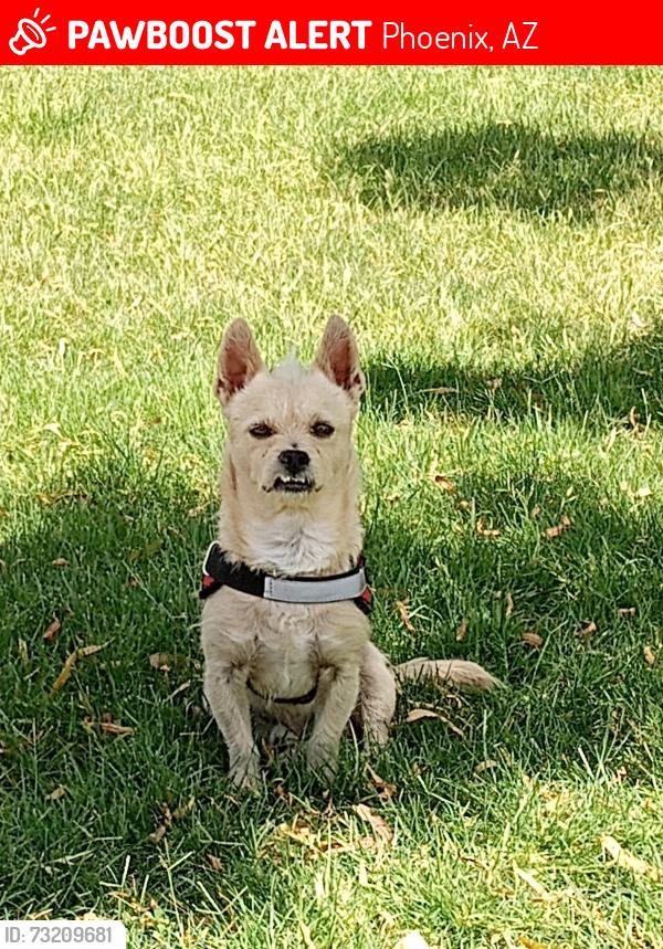 Lost Male Dog last seen 51st ave cactus, Phoenix, AZ 85304