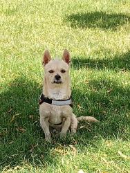 Lost Male Dog last seen 51st ave cactus, Phoenix, AZ 85304