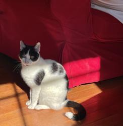 Reunited Female Cat last seen Prospect Ave, Park Ave, Bloomfield, CT 06002