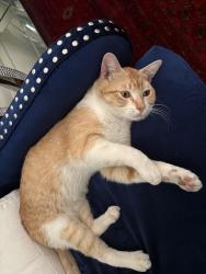 Lost Male Cat last seen Claremore Way and Golden Valley Rd, Santa Clarita, CA 91350