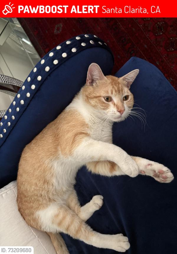 Lost Male Cat last seen Claremore Way and Golden Valley Rd, Santa Clarita, CA 91350