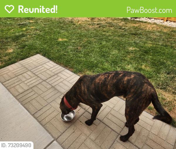 Reunited Male Dog last seen Bates ave and Flanders, Aurora, CO 80013