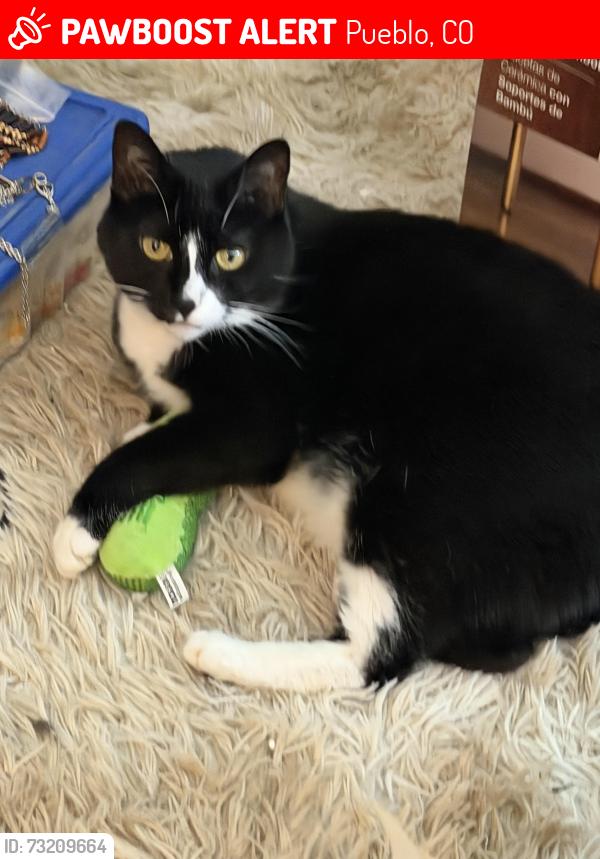 Lost Female Cat last seen Try & 13th Pueblo, Colorado, Pueblo, CO 81001
