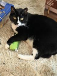 Lost Female Cat last seen Try & 13th Pueblo, Colorado, Pueblo, CO 81001