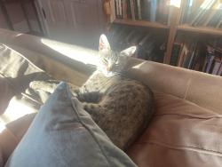 Reunited Female Cat last seen McGee and Lincoln, Berkeley, CA 94703